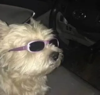 😎 dog, sunglasses, pet, cute, animal telegram sticker