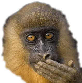 🙊 scimmia, animale, primate, carino, divertente, fauna selvatica whatsapp sticker