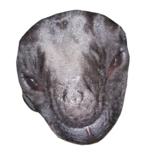 👽 telegram sticker