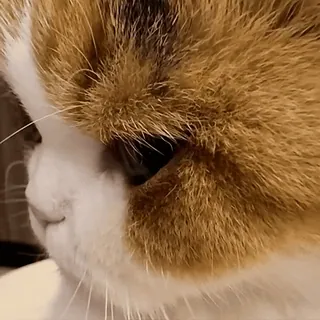 🙈 Katze, Tier, Haustier, Glückskatze, Haustier, Nahaufnahme telegram sticker