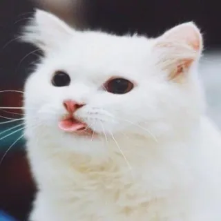 😛 gatto, gatto bianco, animale, animale domestico, lingua di fuori, carino whatsapp sticker