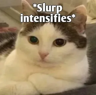 👀 *Slurp intensifies* cat, slurp, meme, intensifies, animal, funny whatsapp sticker