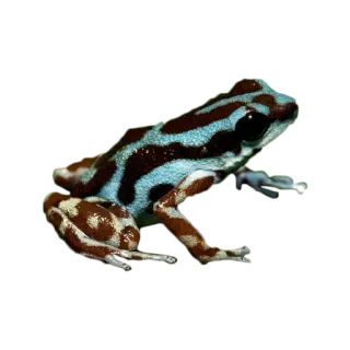 🐸 カエル, 動物, 自然, 野生動物, 両生類 telegram sticker
