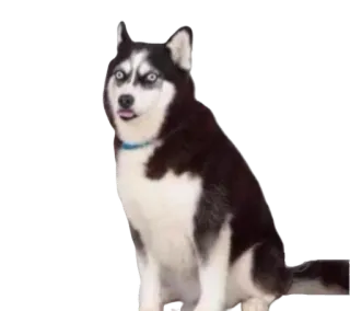 😛 Siberian Husky telegram sticker
