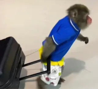 ✈ singe, voyage, valise, animal, primate, vêtements telegram sticker