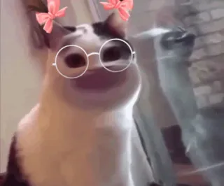 😃 cat, glasses, bows, funny, pet, animal telegram sticker