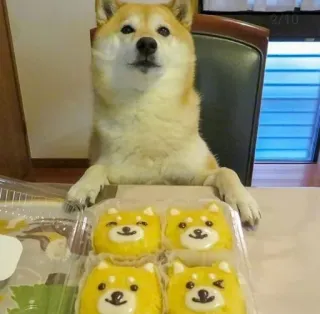😋 chien, shiba inu, pâtisseries, nourriture, mignon, animaux telegram sticker