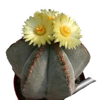 🌼 kaktus, blume, pflanze, gelb, sukkulente, blüte, natur telegram sticker