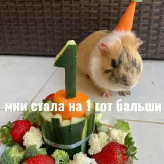 🎂 мни стала на 1 гот бальши cochon d'Inde, animal, légumes, gâteau, anniversaire telegram sticker