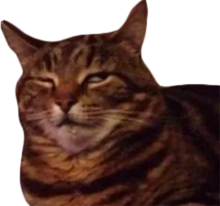 😉 cat, animal, pet, domestic animal, funny, meme, cute, domestic cat telegram sticker