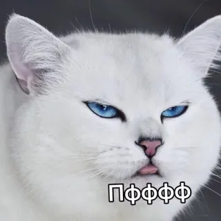 😒 Пффффф 猫, 白い猫, 青い目, 動物, ミーム, 面白い, かわいい telegram sticker