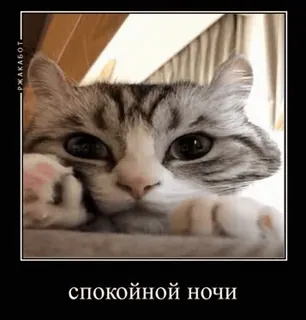 🌟 спокойной ночи mèo, động vật, dễ thương, thú cưng, chúc ngủ ngon whatsapp sticker