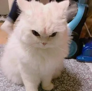 😡 kucing, kucing putih, berbulu, hewan peliharaan, binatang telegram sticker