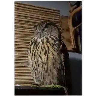 😴 owl, bird, sleeping, nature, wildlife, animal, cute telegram sticker