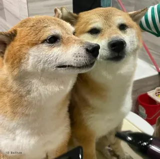 ❤️ dog, shiba inu, animal, pet, cute, puppy telegram sticker