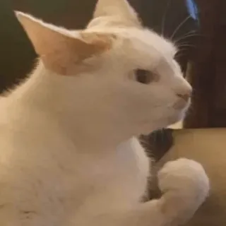 😡 кот, белый кот, животное, питомец, домашнее животное telegram sticker