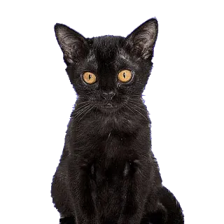 😳 chat, chat noir, animal, animal de compagnie, félin, animal domestique whatsapp sticker