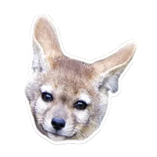 👋 동물, 여우, 포유류, 야생 동물, 개 telegram sticker