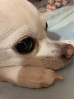 🥺 개, 애완동물, 동물, 치와와, 귀여운, 인물 사진 telegram sticker