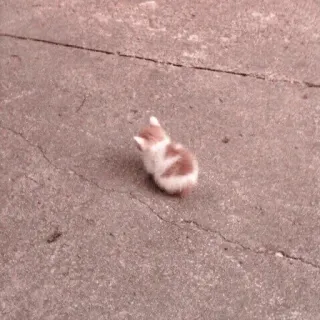 🐈 Katze, Kätzchen, Tier, süß, klein, Jungtier whatsapp sticker