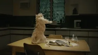 😸 gato, mesa, pez, cocina, animal doméstico, comida whatsapp sticker