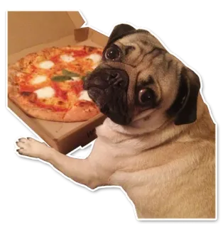 ☺️ mops, pies, pizza, jedzenie, zwierzę, zwierzak telegram sticker