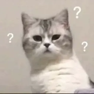 🖐 chat, question, confus, réflexion, animal, mème telegram sticker