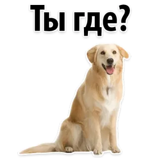 😟 Ты где? dog, pet, animal, golden retriever, question, where are you telegram sticker