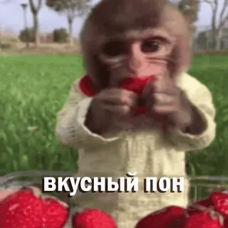🍓 вкусный пон macaco, morango, fruta, fofo, meme, engraçado, russo whatsapp sticker