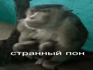 🤨 странный пон Affe, Tier, Meme, Lustig, Russisch telegram sticker