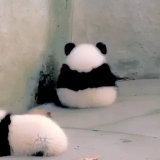 🥺 Gấu trúc, Động vật, Dễ thương, Động vật hoang dã, Gấu trúc con telegram sticker