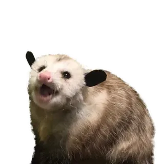🙁 Opossum, Tier, Säugetier, süß, Beuteltier, Wildtier whatsapp sticker