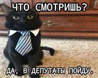 Кот депутат • @TgStickery whatsapp stickers