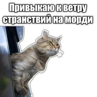 🛩 Привыкаю к ветру странствий на морде cat, wind, travel, adventure, russian, meme telegram sticker
