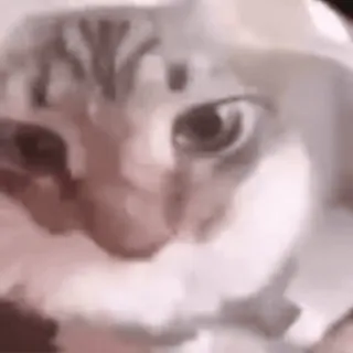 🌟 mèo, động vật, thú cưng, dễ thương, meme telegram sticker