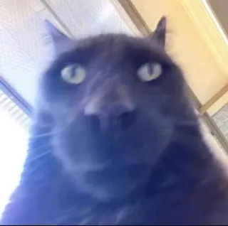 😳 chat, animal, animal de compagnie, chat gris, gros plan, portrait telegram sticker
