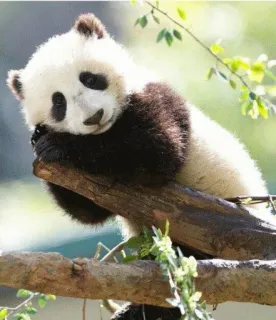 😴 panda, animal, cute, bear, nature telegram sticker