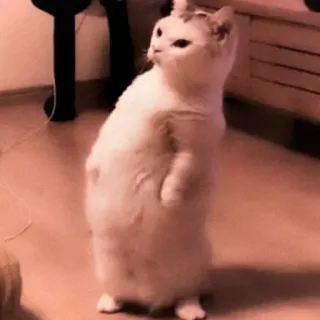 😂 кот, стоя, животное, смешной, милый telegram sticker