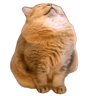 😴 猫, 動物, ペット, 赤毛, 座っている, 可愛い whatsapp sticker