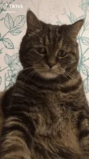 😐 TikTok cat, animal, pet, domestic animal, mammal, tabby telegram sticker