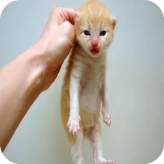 🐱 Kätzchen, Katze, Haustier, Tier, niedlich, klein, Baby telegram sticker
