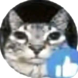 👍 gatto, meme, animale, mi piace, pollice su telegram sticker