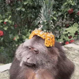 🍍 macaco, abacaxi, animal, fruta, engraçado, natureza, fofo telegram sticker