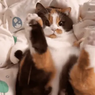 🐾 cat, calico cat, funny cat, cute animal, waving, lying down, pet telegram sticker