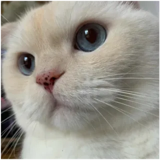 😶 gatto, animale domestico, animale, carino, bianco, occhi azzurri whatsapp sticker