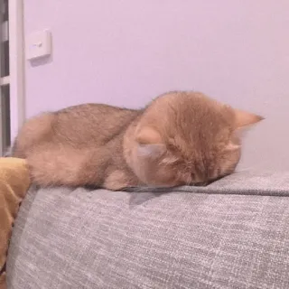🍡 chat, dormir, animal, domestique, canapé, paresseux whatsapp sticker
