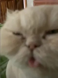 🌟 кот, питомец, животное, милый, смешной telegram sticker