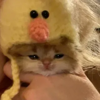 😂 子猫, 猫, 動物, かわいい, 帽子, 赤ちゃん動物, ペット whatsapp sticker