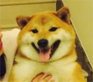 😛 chien, shiba inu, animal, mème, drôle, animal de compagnie telegram sticker