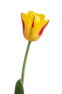 🌷 Blume, Tulpe, Gelb, Pflanze, Blumenmuster whatsapp sticker